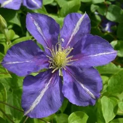 Clematis Prince Louis | 3 Lt Pot