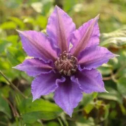 Clematis Bijou ('Evipo030') (PBR) (Tudor Patio Series) | 3 Litre Pot