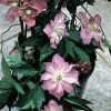 Clematis Montana Sunrise | 3L Pot -All Plants Sales Store PL30004016 1b3c