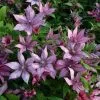 Clematis Giselle ('Evipo051') (PBR) | 3L Pot -All Plants Sales Store PL30004018 2c7d