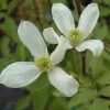 Clematis Montana Var. Wilsonii | 3L Pot -All Plants Sales Store PL30004019 2b56