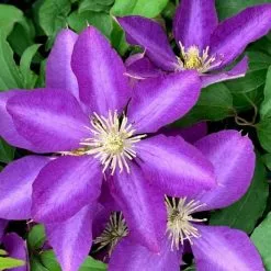 Clematis Royalty | 3 Lt Pot
