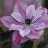 Clematis Super Cute ('Zo09122') (PBR) | 2L Pot -All Plants Sales Store PL30004048 40f1