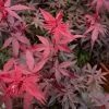 Acer Palmatum Twombly's Red Sentinel | 3 Litre Pot -All Plants Sales Store PL30004106 3e60