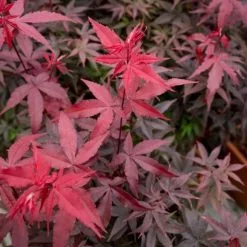 Acer Palmatum Twombly's Red Sentinel | 3 Litre Pot