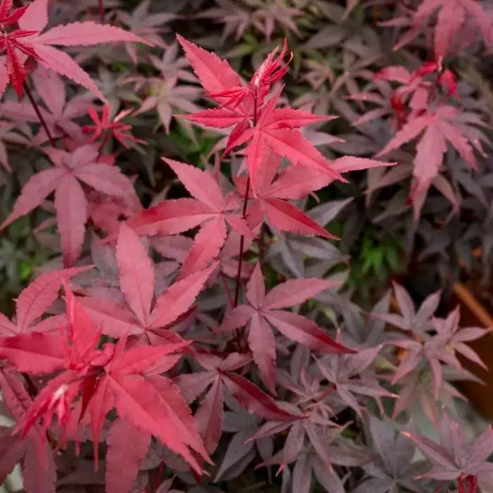 Acer Palmatum Twombly's Red Sentinel | 3 Litre Pot 3 Acer Palmatum Twombly's Red Sentinel | 3 Litre Pot