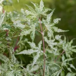 Acer Palmatum Uki-gumo | 3 Litre Pot