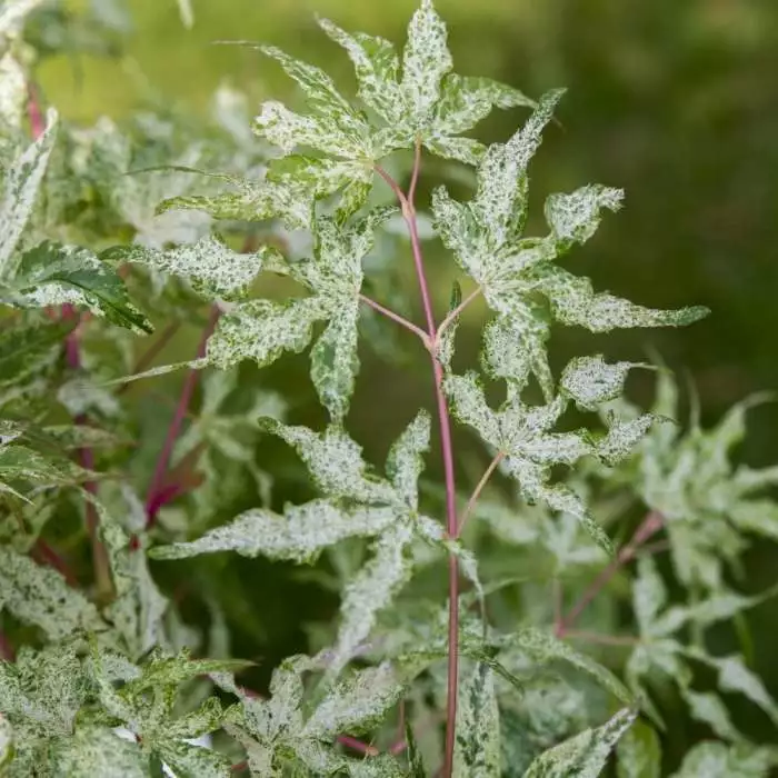 Acer Palmatum Uki-gumo | 3 Litre Pot 3 Acer Palmatum Uki-gumo | 3 Litre Pot