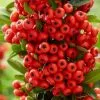 Pyracantha Coccinea Red Star (PBR) | 2 Litre Pot