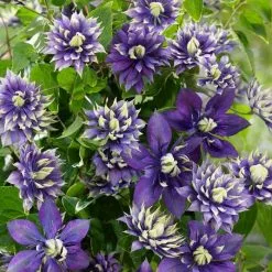 Clematis Taiga (PBR) | 3 Lt Pot
