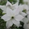 Clematis Forever Friends ('Zofofri') (PBR) | 2L Pot -All Plants Sales Store PL30004227 d56f