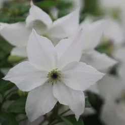 Clematis Forever Friends ('Zofofri') (PBR) | 2L Pot