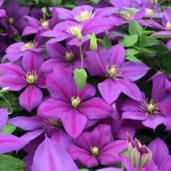 Clematis Dazzle | 3 Lt Pot