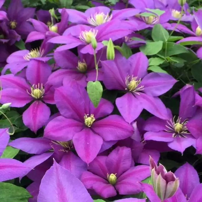 Clematis Dazzle | 3 Lt Pot 3 Clematis Dazzle | 3 Lt Pot