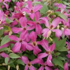 Clematis Wonderful ('Zo09073') (PBR) | 2L Pot