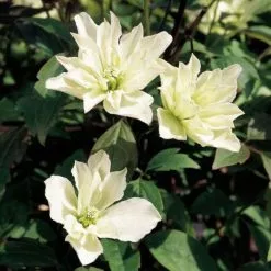 Clematis Star (PBR) | 3L Pot