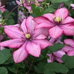 Clematis Paradiso ('Zo11154') (PBR) | 2L Pot