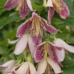 Clematis Advent Bells | 3 Lt Pot