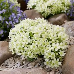 Clematis Emerald Dream (PBR) | 2 Litre Pot