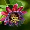 Passiflora Alata | 2 Litre Pot -All Plants Sales Store PL30004309 d680