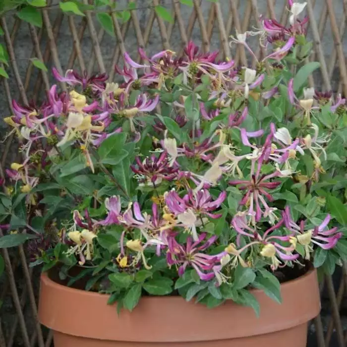 Lonicera Periclymenum Chic Et Choc ('Inov205') (PBR) | 2L Pot 3 Lonicera Periclymenum Chic Et Choc ('Inov205') (PBR) | 2L Pot