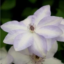 Clematis Ivan Olsson | 2L Pot