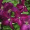 Clematis Jackmanii Purpurea ('Zojapur') (PBR) | 3L Pot -All Plants Sales Store PL30004334 e785