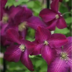 Clematis Jackmanii Purpurea ('Zojapur') (PBR) | 3L Pot