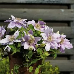 Clematis Filigree ('Evipo029') (PBR) (Tudor Patio Series) | 3L Pot