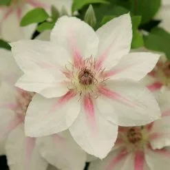 Clematis Corinne ('Evipo063') (PBR) (Boulevard Series) | 3L Pot