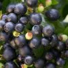 Vaccinium BerryBux ('ZF08095') (PBR) (Brazelberry Series) | 10.5cm Pot