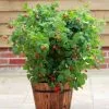 Raspberry Ruby Beauty ('NR7') (PBR) | 2L Pot 2 Raspberry Ruby Beauty ('NR7') (PBR) | 2L Pot -All Plants Sales Store PL30004374 0d6f