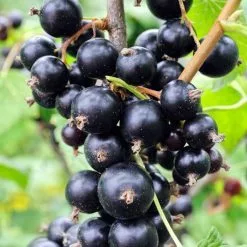 Blackcurrant Ben Sarek | 3L Pot