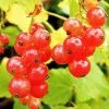 Redcurrant Laxton's Number One | 3 Litre Pot -All Plants Sales Store PL30004376 3dea