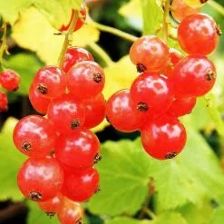 Redcurrant Laxton's Number One | 3 Litre Pot