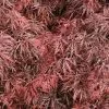 Acer Palmatum Garnet | 7.5 Litre Pot -All Plants Sales Store PL30004390 f429