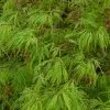 Acer Palmatum Dissectum | 7.5 Litre Pot -All Plants Sales Store PL30004391 1c7b