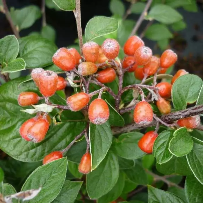 Cotoneaster Naoujanensis Berried Treasure | 2L Pot 3 Cotoneaster Naoujanensis Berried Treasure | 2L Pot
