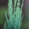 Juniperus Scopulorum Blue Arrow | 12L Pot -All Plants Sales Store PL30004443 54d8