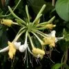 Lonicera Periclymenum Sweet Sue | 3L Pot -All Plants Sales Store PL30004517 25ca