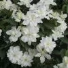 Clematis White Arabella ('Zo14089') (PBR) | 2L Pot 1 Clematis White Arabella ('Zo14089') (PBR) | 2L Pot -All Plants Sales Store PL30004560 c0bf
