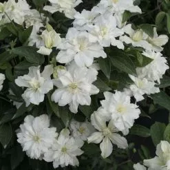 Clematis White Arabella ('Zo14089') (PBR) | 2L Pot