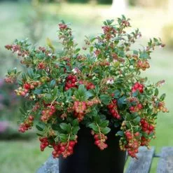 Vaccinium Vitis-idaea Fireballs ('Lirome') (PBR) | 2L Pot