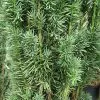 Taxus Baccata Fastigiata Robusta | 18L Pot -All Plants Sales Store PL30004608 fcca