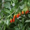 Goji Berry | 3L Pot -All Plants Sales Store PL30004622 5aa9