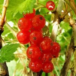 Redcurrant Rosetta | 3L Pot