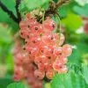 Pinkcurrant Gloire De Sablons | 3L Pot -All Plants Sales Store PL30004625 246b