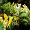 Lonicera Japonica Horwood Gem | 3L Pot 1 Lonicera Japonica Horwood Gem | 3L Pot -All Plants Sales Store PL30004650 166d
