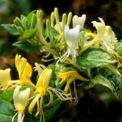 Lonicera Japonica Horwood Gem | 3L Pot