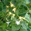 Lonicera Japonica Mint Crisp (PBR) | 3L Pot -All Plants Sales Store PL30004651 4d83